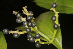 Sarcandra chloranthoides